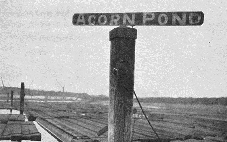 Surrey Docks, a tiny slither of Acorn Pond is occupied by the Russia Dock Woodland park.   X.jpg