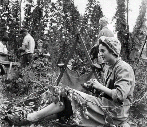 Hop Picking at Whitbreads Hop Farm, Beltring, Kent. Maureen Stone age 15 years of Rotherhithe.   X..png