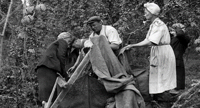 Paddock Wood, Measuring the Hops c.1950.  1.  X..png