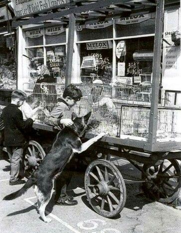 Westmoreland Road 1968 M. H. Locke Pet shop and Stall.   X (2).png